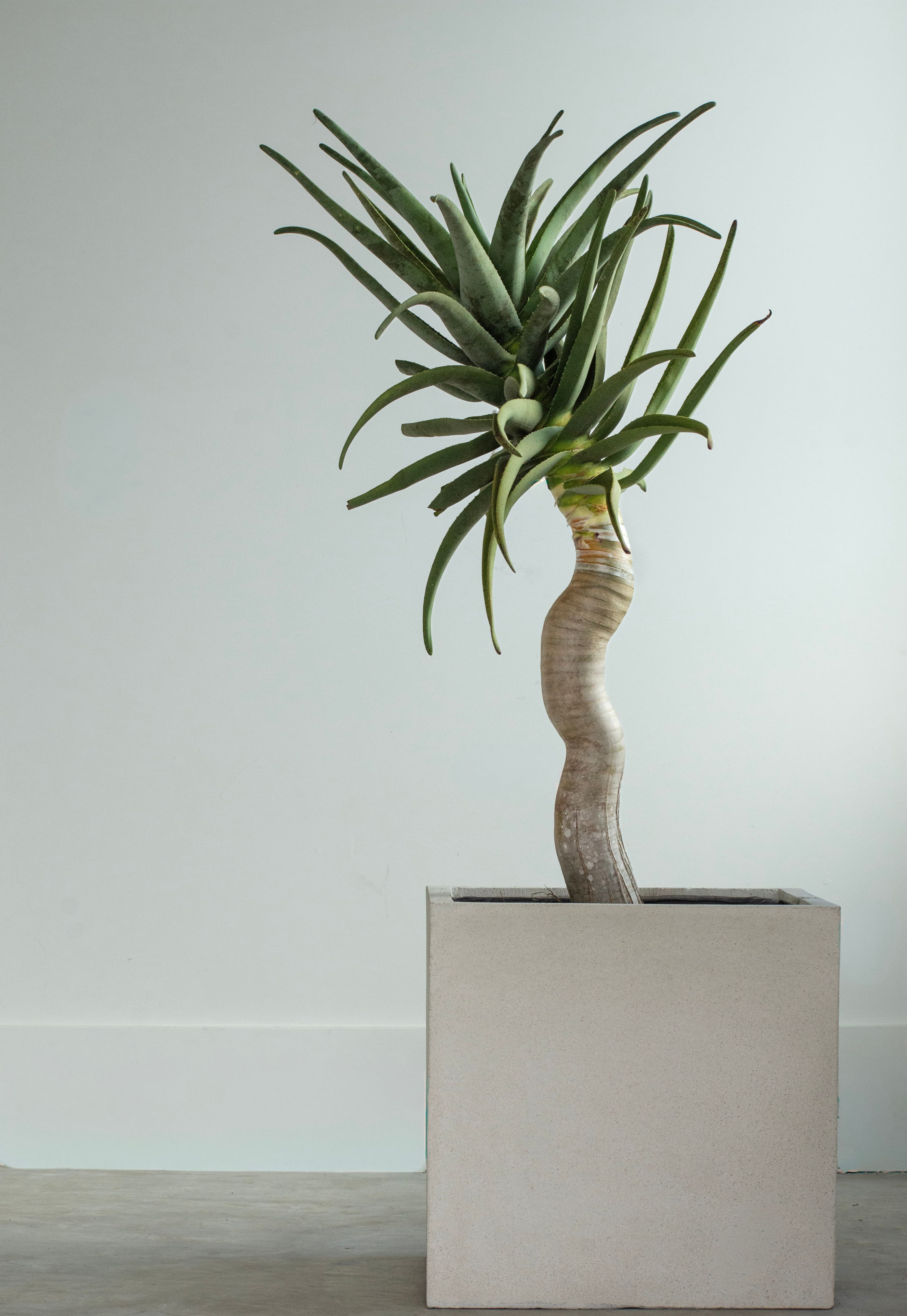 Aloe Hercules